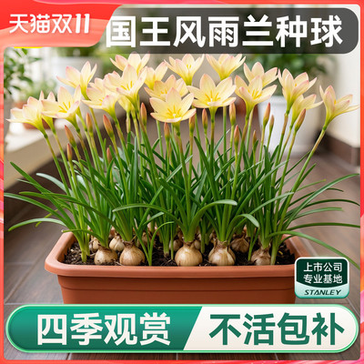 史丹利风雨兰种球盆栽花卉种子