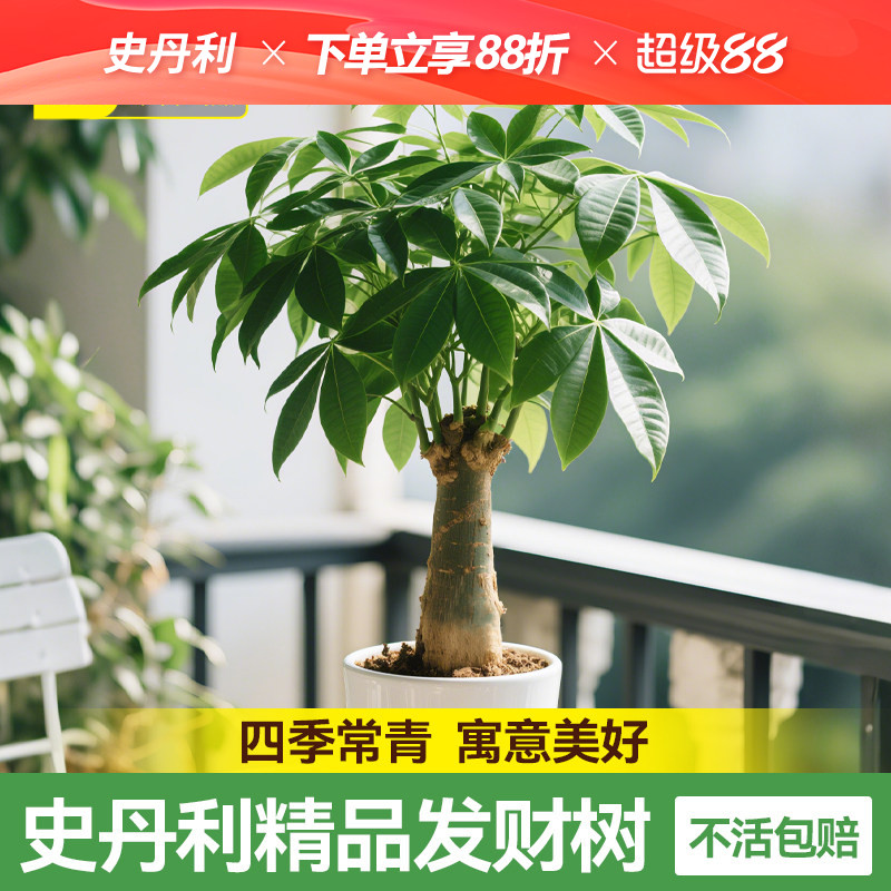 史丹利精品发财树四季常绿招财树图片