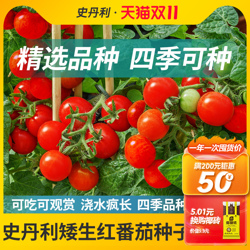 史丹利精选矮生番茄种子酸甜可口