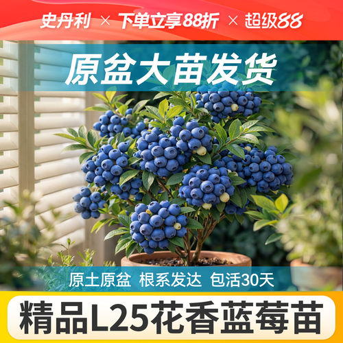 对版发货精品蓝莓盆栽