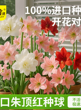 史丹利朱顶红进口重瓣大种球阿弗雷玫瑰花漾荷兰南非四季种植开花