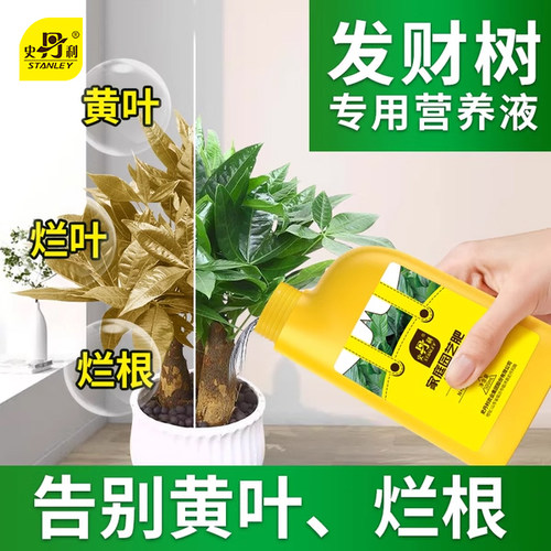 史丹利发财树肥料专用肥营养液植物叶子发黄烂根怎么办金钱树花肥