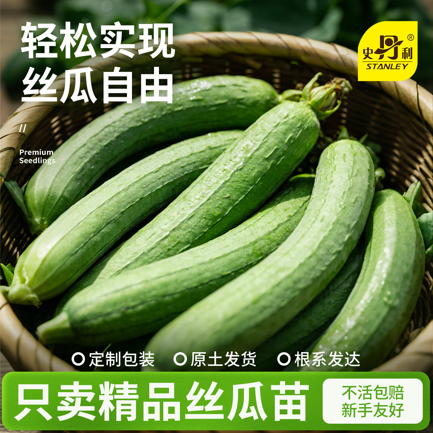 史丹利丝瓜苗长丝瓜肉丝瓜蔬菜种籽秧种子孑四季阳台籽种秧苗大全
