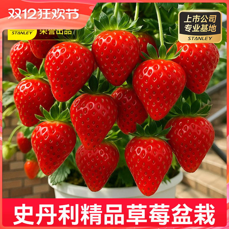 史丹利精品大盆草莓苗盆栽