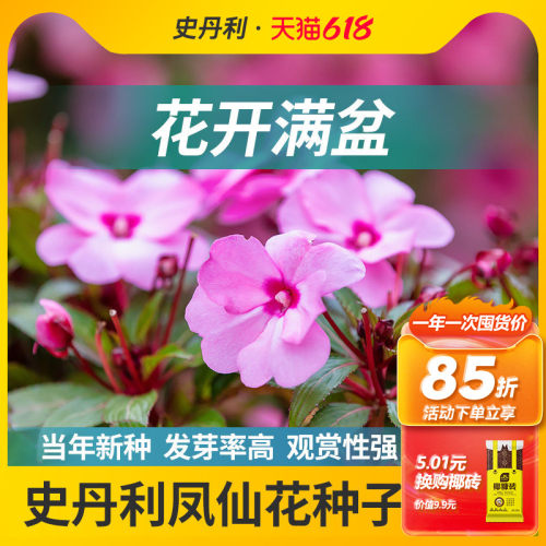 史丹利精选水仙花种子花色纯正