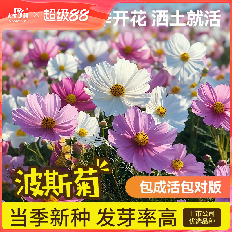 史丹利波斯菊花种子当季新种图片