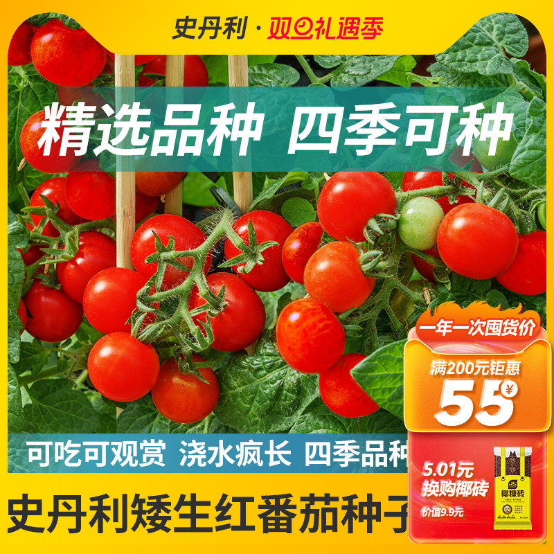 史丹利精选矮生番茄种子酸甜可口