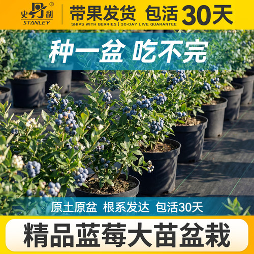 史丹利精品带果蓝莓树根系健壮