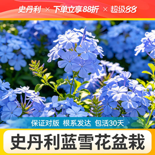 史丹利蓝雪花盆栽带花苞的蓝雪花棒棒糖老桩大苗的蓝雪花盆栽四季