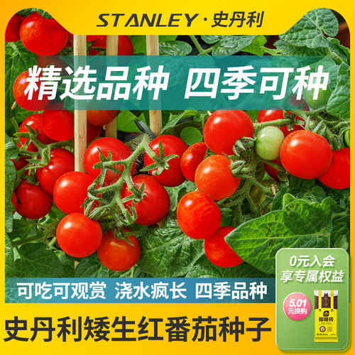 史丹利精选矮生番茄种子酸甜可口