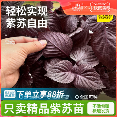 精品紫苏苗|不活包赔