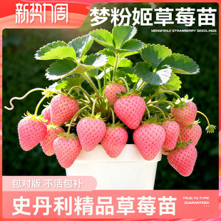 史丹利梦粉姬草莓苗盆栽优质四季结果红颜章姬黑珍珠真红美玲阳台