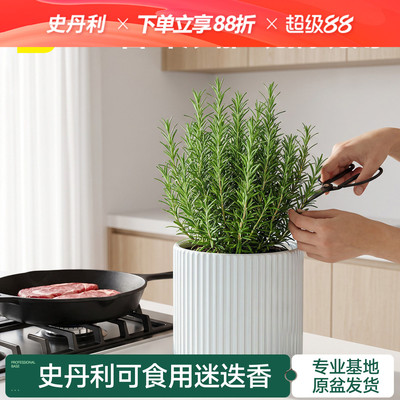 史丹利迷迭香盆栽可食用桌面绿植