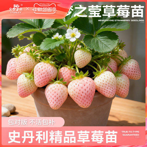 史丹利梦之莹草莓苗盆栽壮苗
