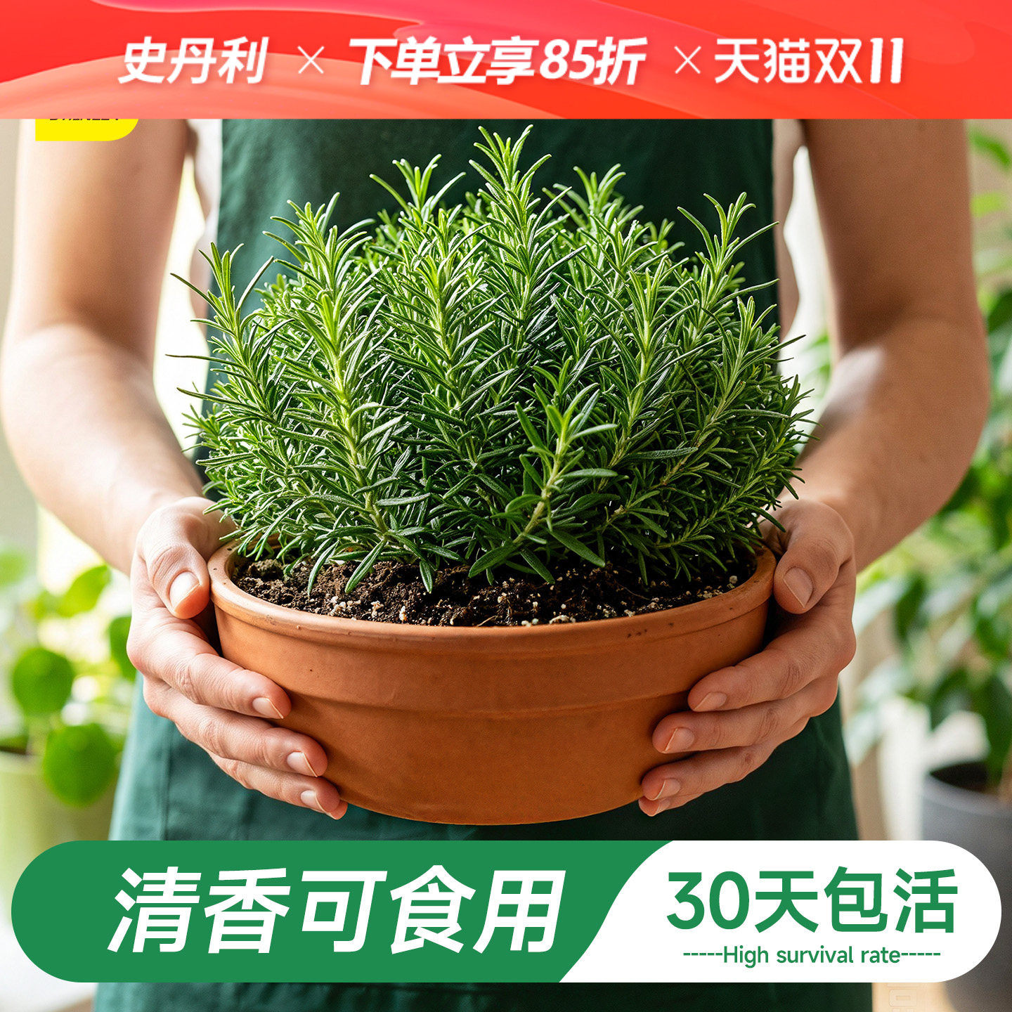 史丹利迷迭香盆栽可食用桌面绿植大盆香草植物牛排用室内地栽老桩