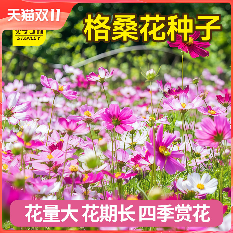 史丹利格桑花种子矮杆波斯菊