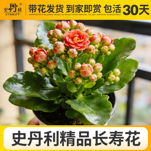 史丹利精品带花长寿花