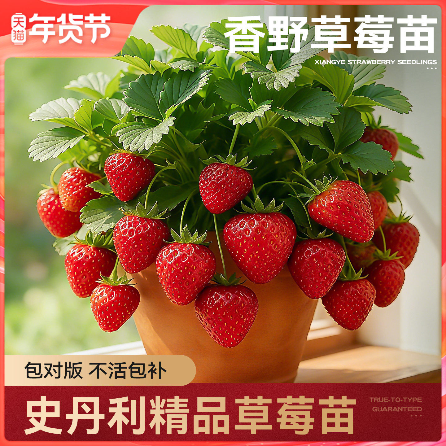 史丹利香野草莓苗盆栽优质四季结果红颜章姬黑珍珠真红美玲阳台苗,鲜花速递/花卉仿真/绿植园艺,种苗/半成品盆栽,淘宝优惠券,粉丝福利购,淘宝优惠卷