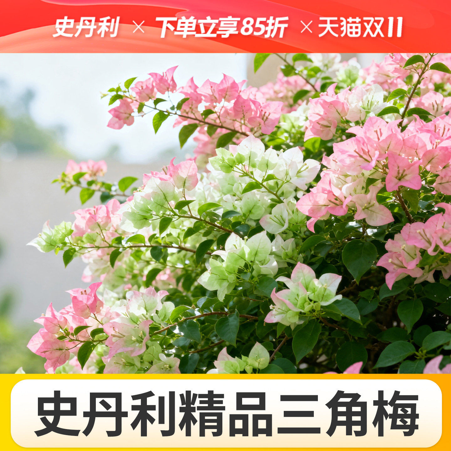 史丹利三角梅带花绿樱精品花四季盆栽开花漳红卡亚塔高端不甜西瓜