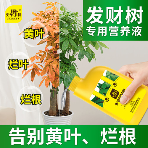 专治发财树黄叶掉叶烂根