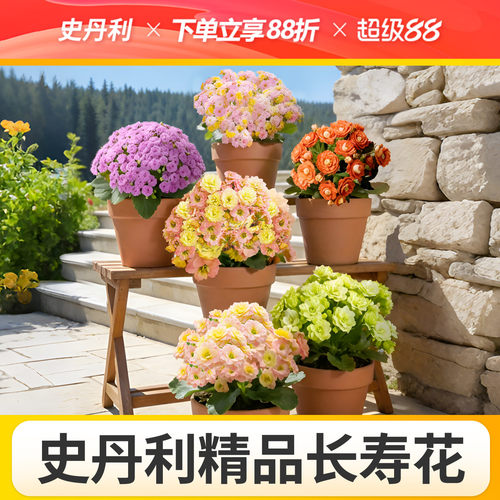 史丹利精品带花长寿花盆栽