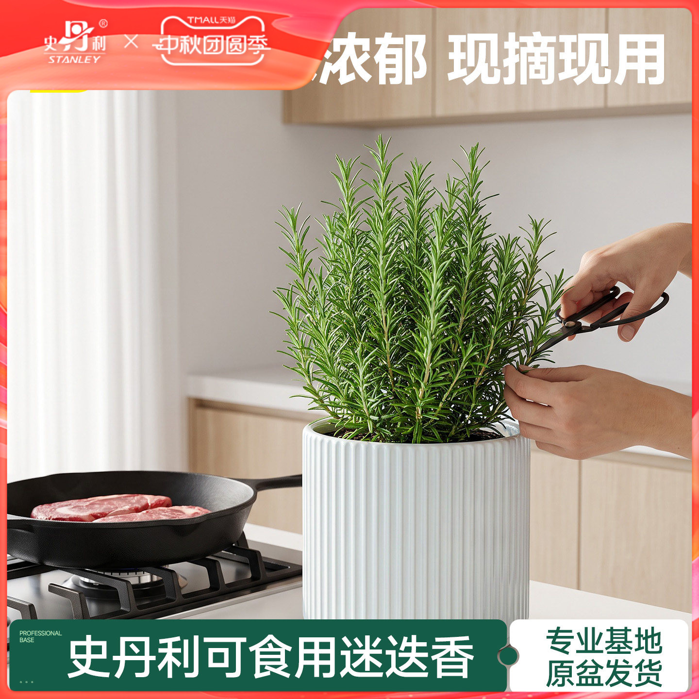 史丹利迷迭香盆栽可食用桌面绿植图片