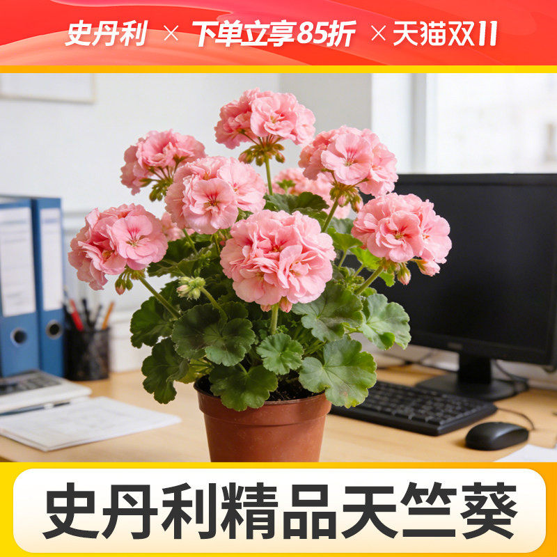 史丹利天竺葵盆栽好养的对版重瓣四季花苗品种四季开花大花天竺葵
