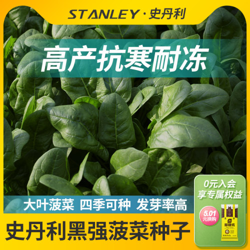 史丹利秋冬菠菜种子耐寒抗冻！