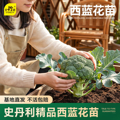 精品西蓝花苗|基地直发
