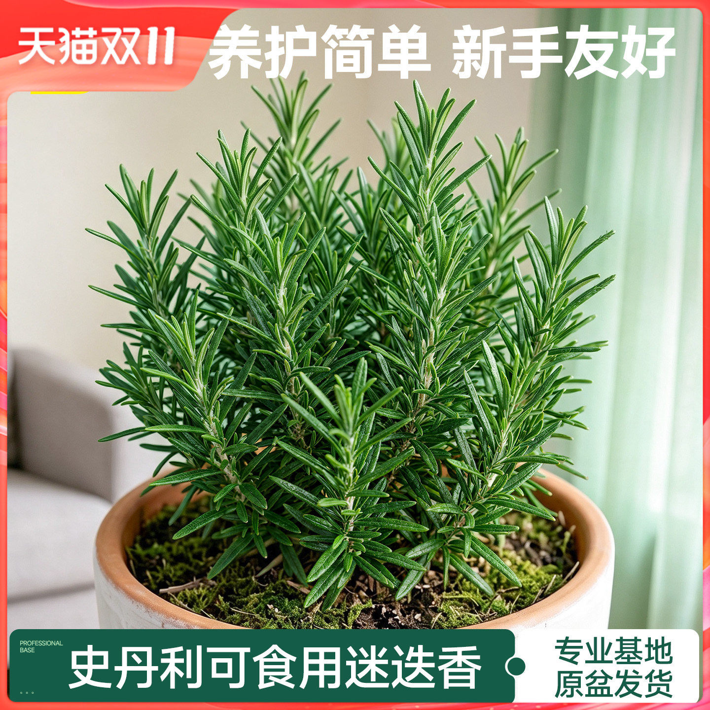 史丹利迷迭香盆栽可食用桌面绿植大盆香草植物牛排用室内地栽老桩