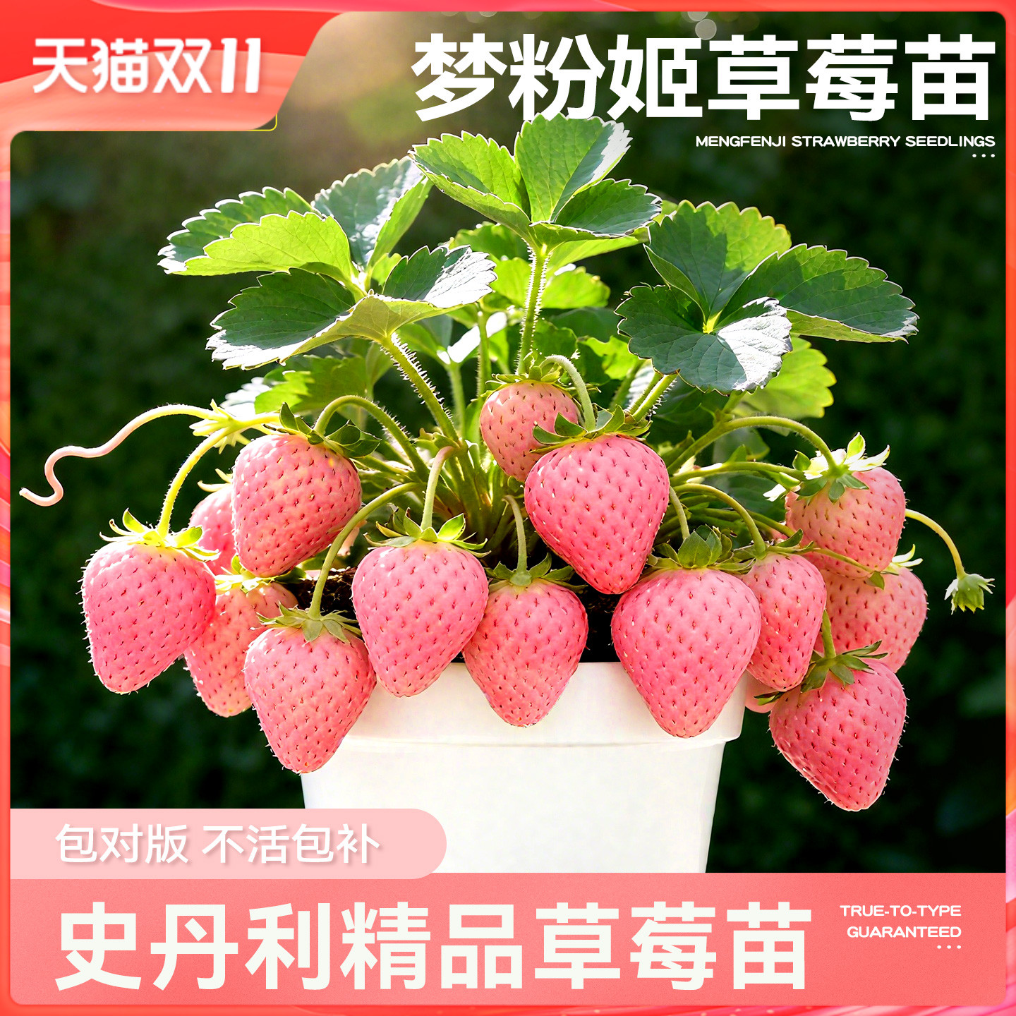 史丹利梦粉姬草莓苗盆栽壮苗