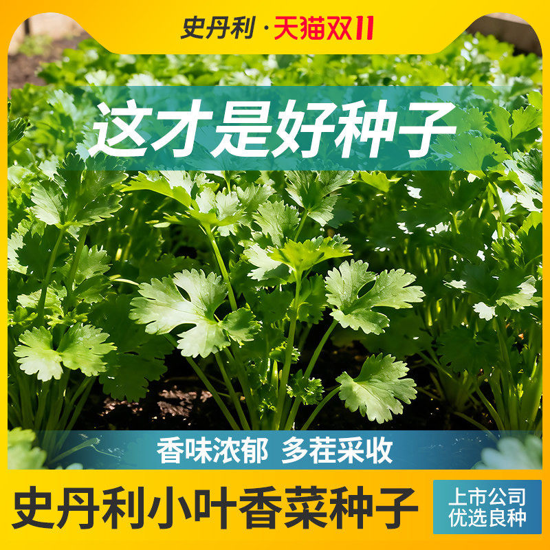 史丹利耐寒小叶香菜种子山东老品种芫荽种孑冬播四季阳台速生菜籽