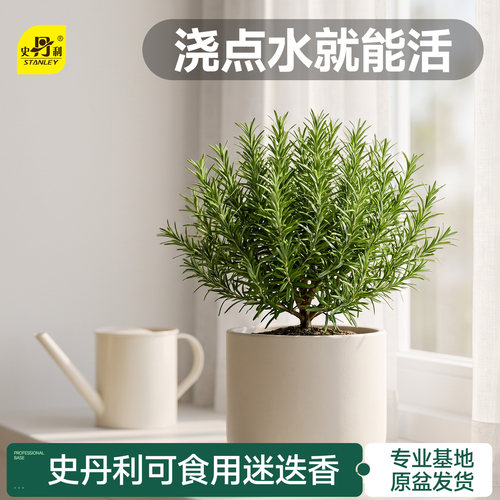 史丹利迷迭香盆栽可食用香草植物