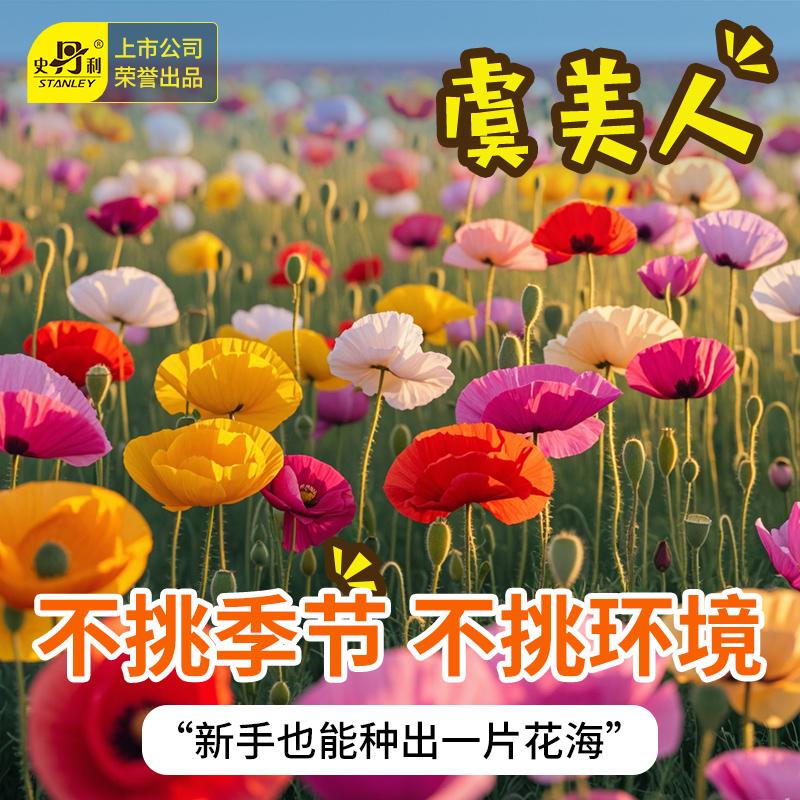 史丹利冰岛虞美人花种子四季开花