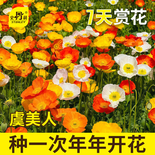 史丹利虞美人花种籽子四季播种