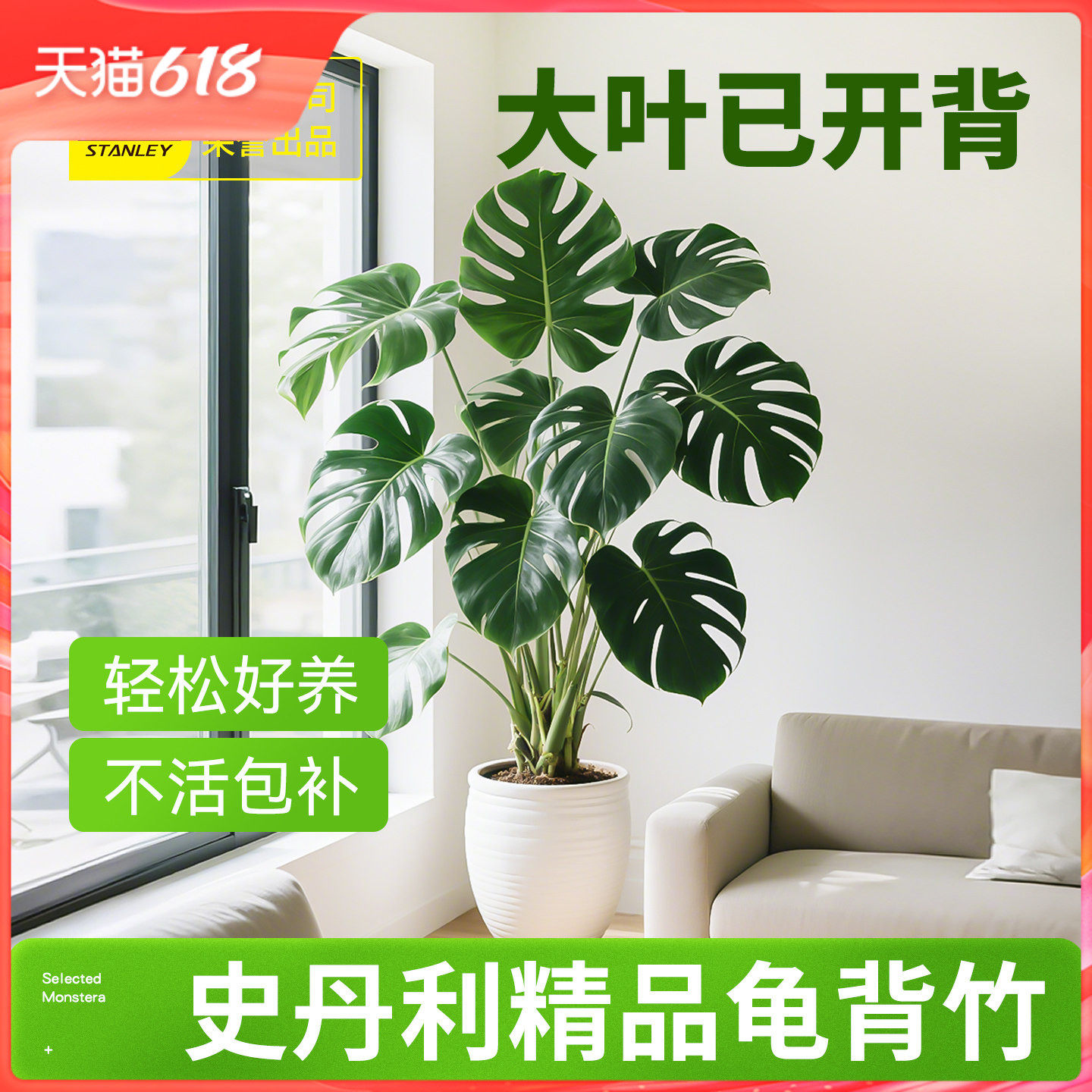 史丹利龟背竹客厅大盆栽洒金龟背竹盆栽绿植大叶土培植物精品四季