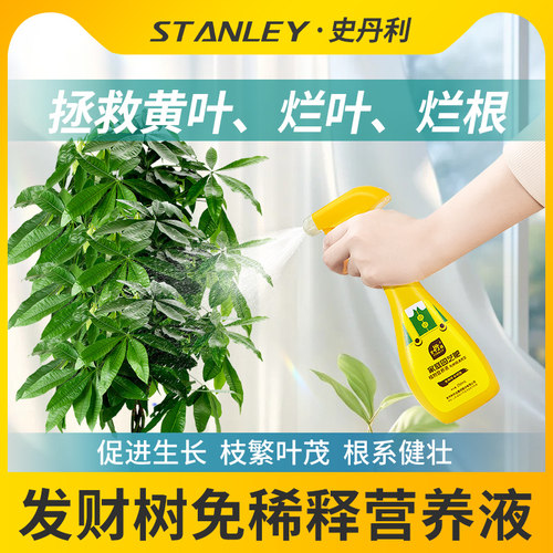 发财树营养液告别黄叶