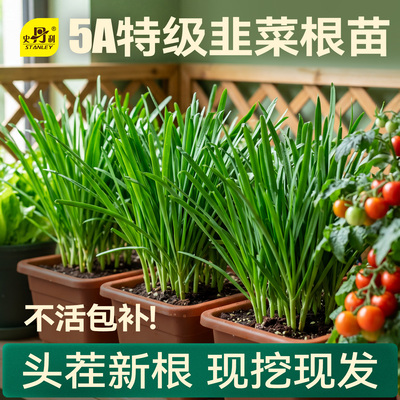 当季韭菜苗|不活包赔