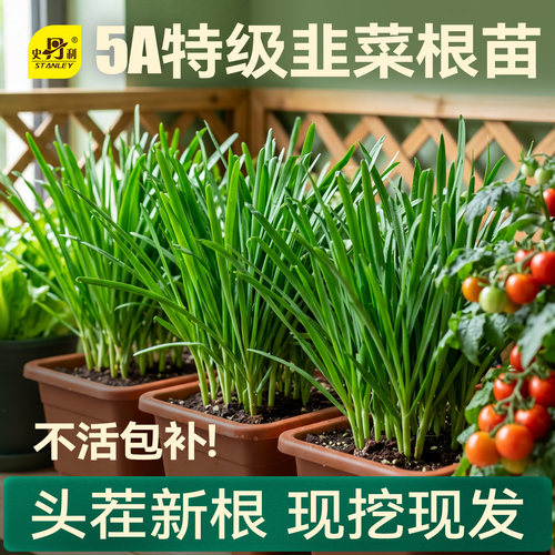 当季韭菜苗|不活包赔