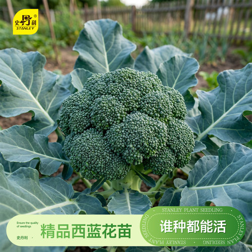 精品西蓝花苗|基地直发