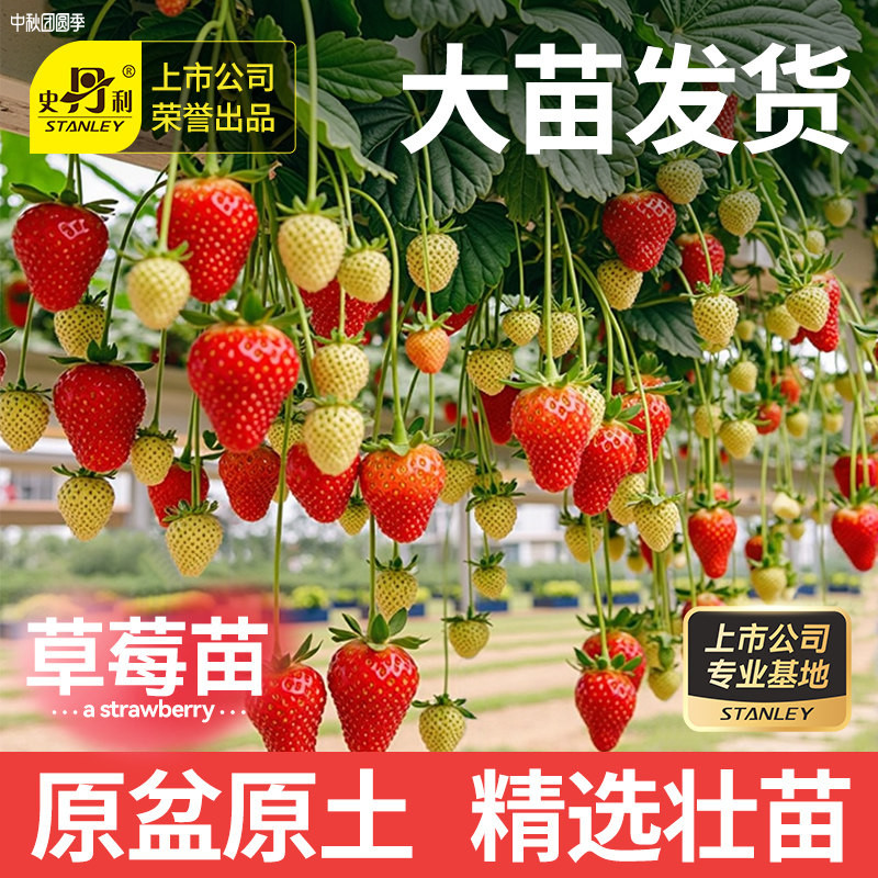史丹利奶油草莓种苗当季大苗图片