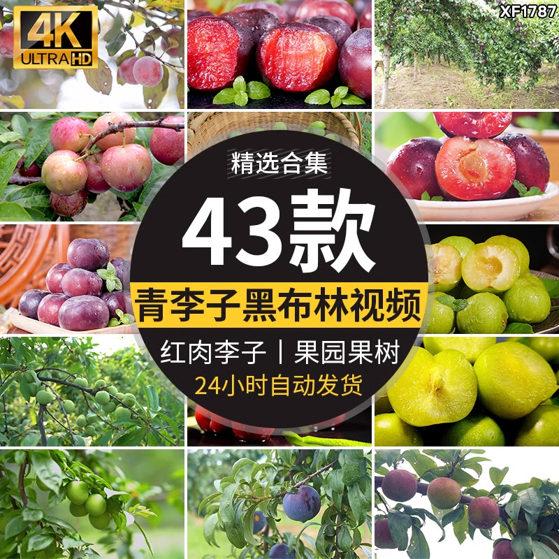 李子酸脆青李子果农果业红李黑布林果园种植红肉李子采摘视频素材