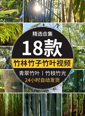 自然竹林阳光照射透过竹叶竹枝青翠绿色小清新竹光竹子短视频素材