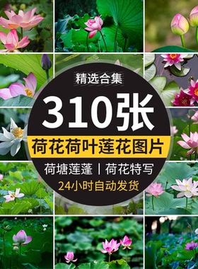荷花荷叶粉红白色荷塘夏日莲蓬莲花植物特写实拍摄影照片图片素材