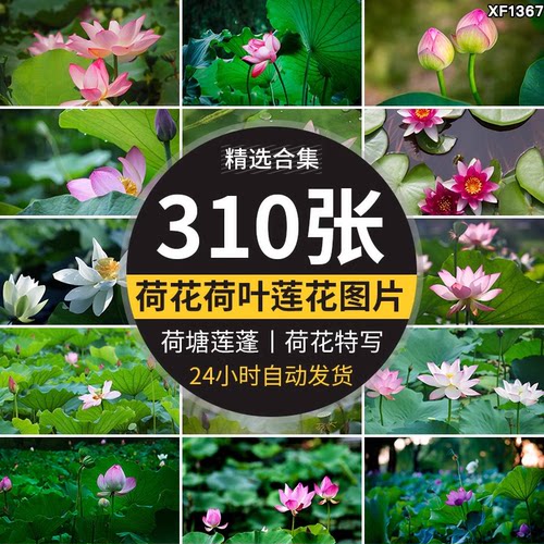 荷花荷叶粉红白色荷塘夏日莲蓬莲花植物特写实拍摄影照片图片素材