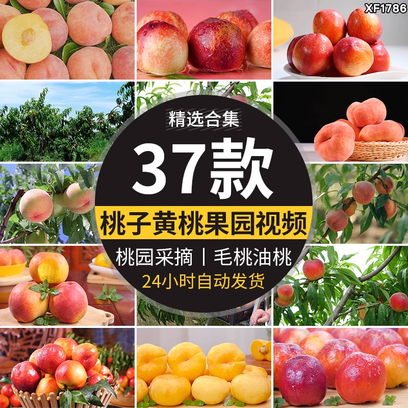 水蜜桃黄桃油桃毛桃水果实桃园成熟采摘桃子果园果树高清视频素材