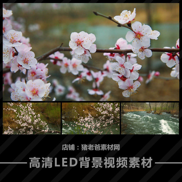 春天桃花盛开 花卉花朵 乡村小溪流水河流河水 LED视频素材