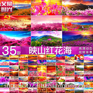 大气映山红花海 红军革命红歌民歌晚会LED大屏幕舞台背景视频