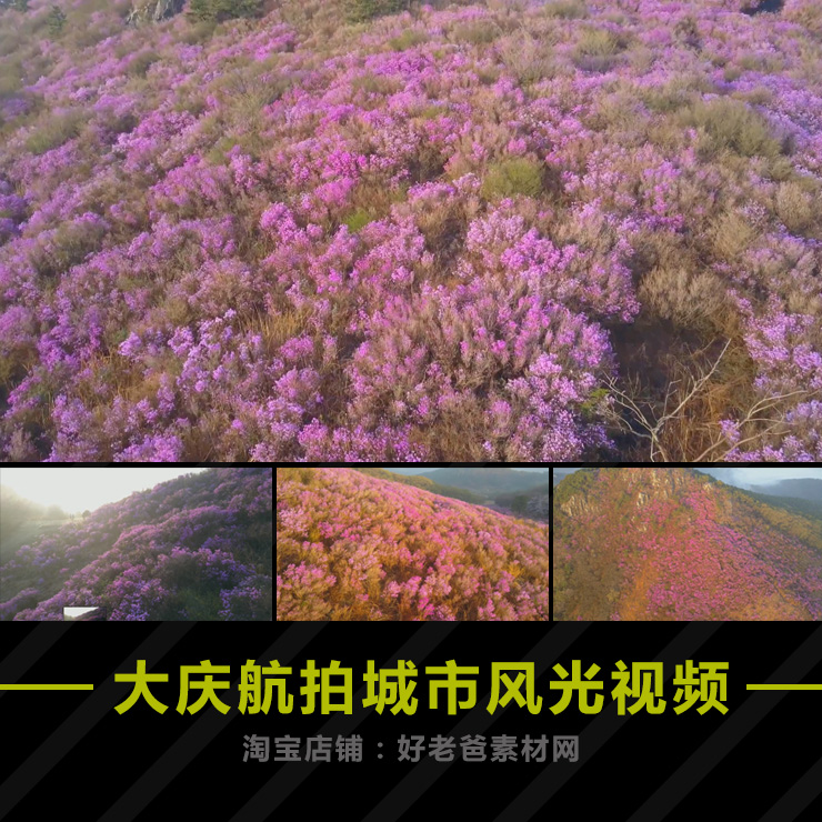 航拍漫山遍野粉红杜鹃花映山红自然风光片旅游高清实拍视频素材