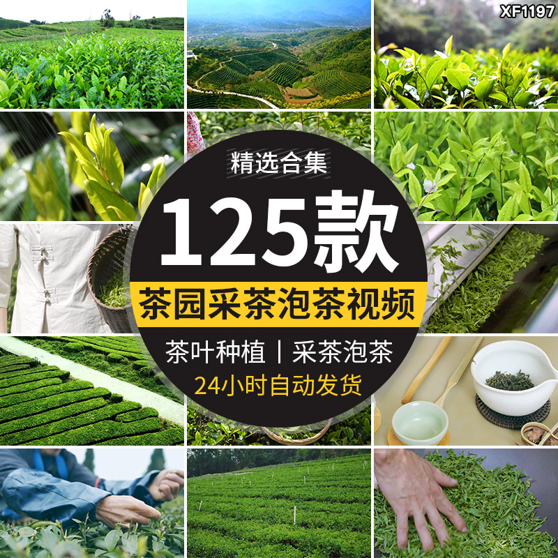 茶园采茶航拍倒茶喝茶文化茶农山茶绿茶泡茶艺茶道茶叶短视频素材